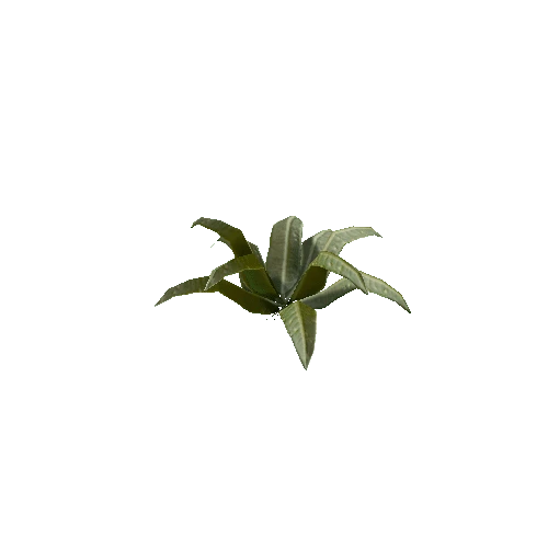 Tropical Plant 2 (Type 4)